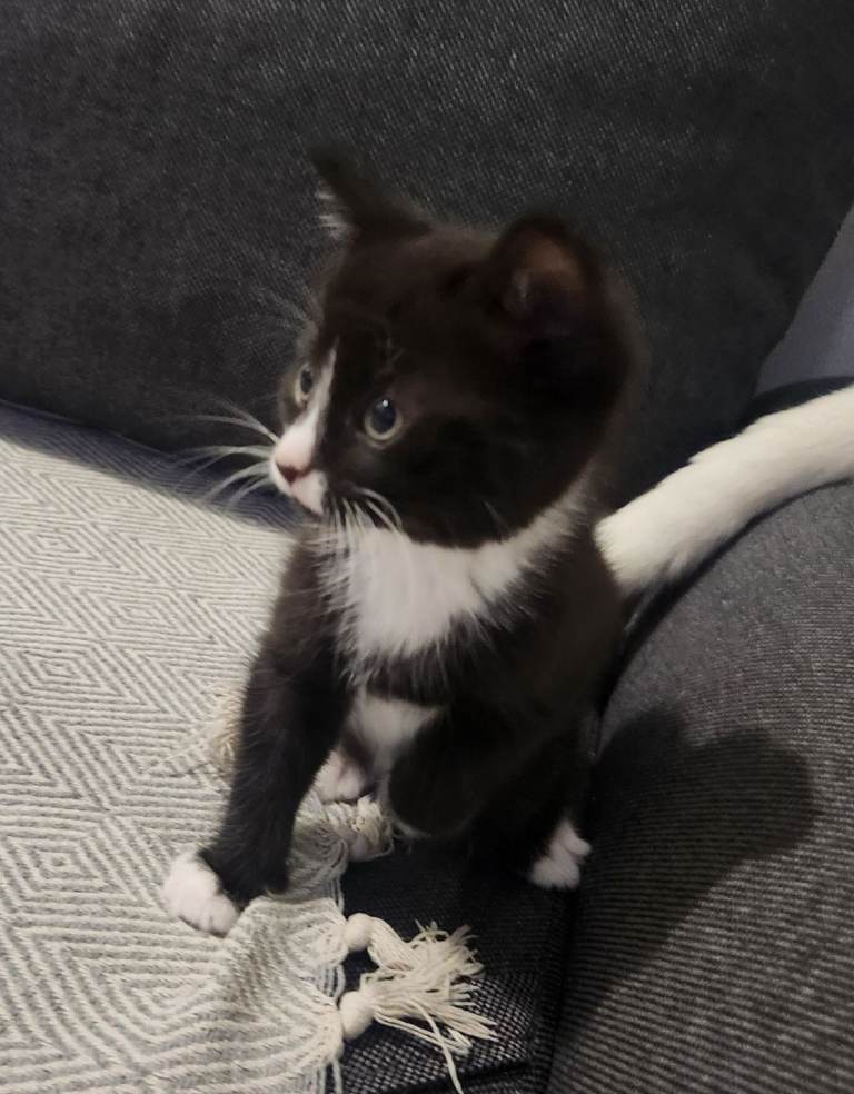 Kitten looking for new home