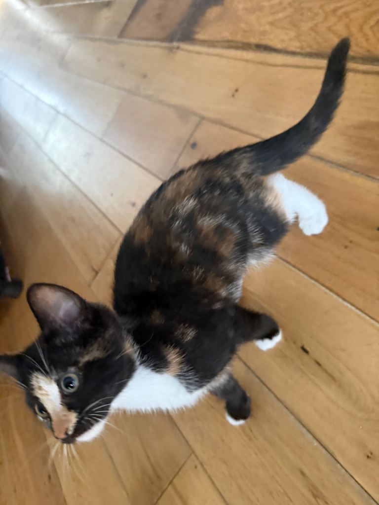 🐾 Adorable Tortoiseshell Kittens Ready for Their Forever Homes 🐾