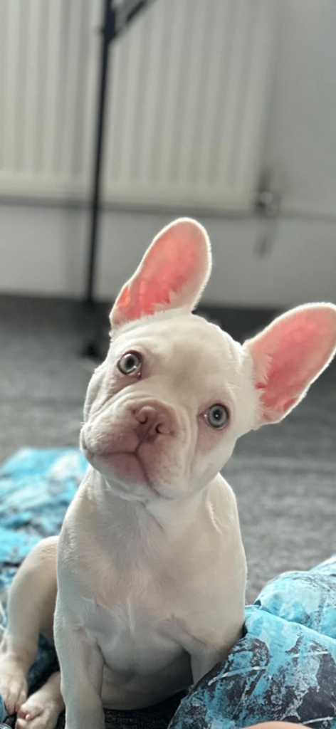 French bulldog 
