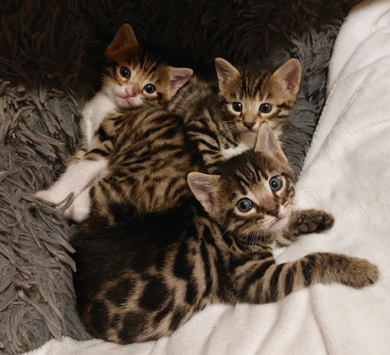 Gorgeous mixed/crossed/tabby/half bengal kittens🧡💚💙