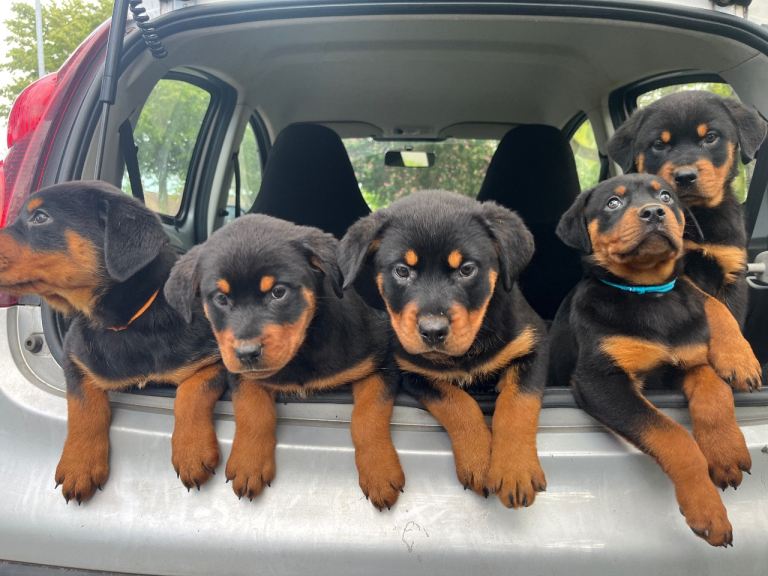 Rottweiler Puppies