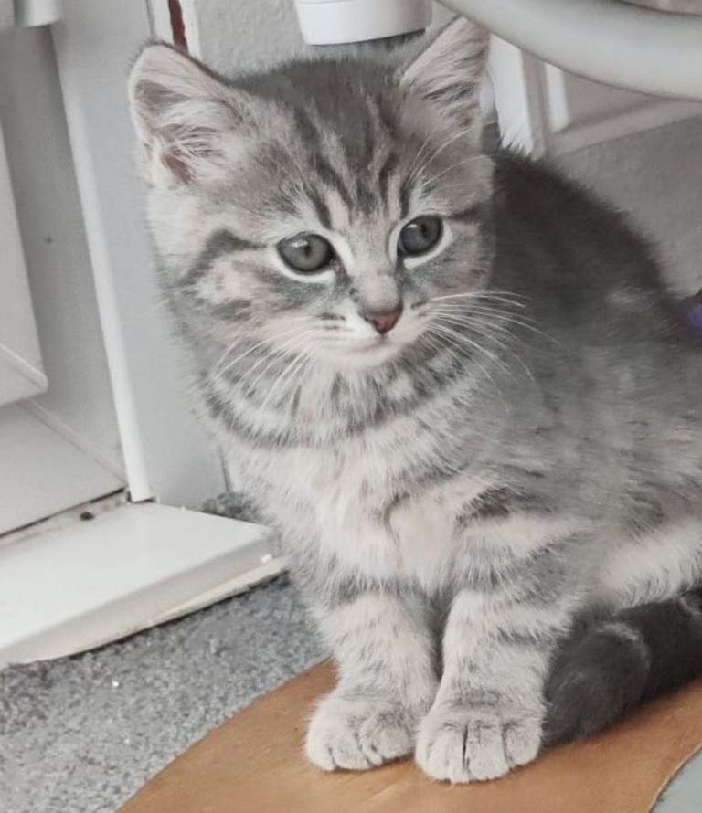 ABSOLUTELY BEAUTIFUL RUSSIAN BLUE KITTENS 8 WEEKS OLD FULLY LITTER TRAINED READY NOW