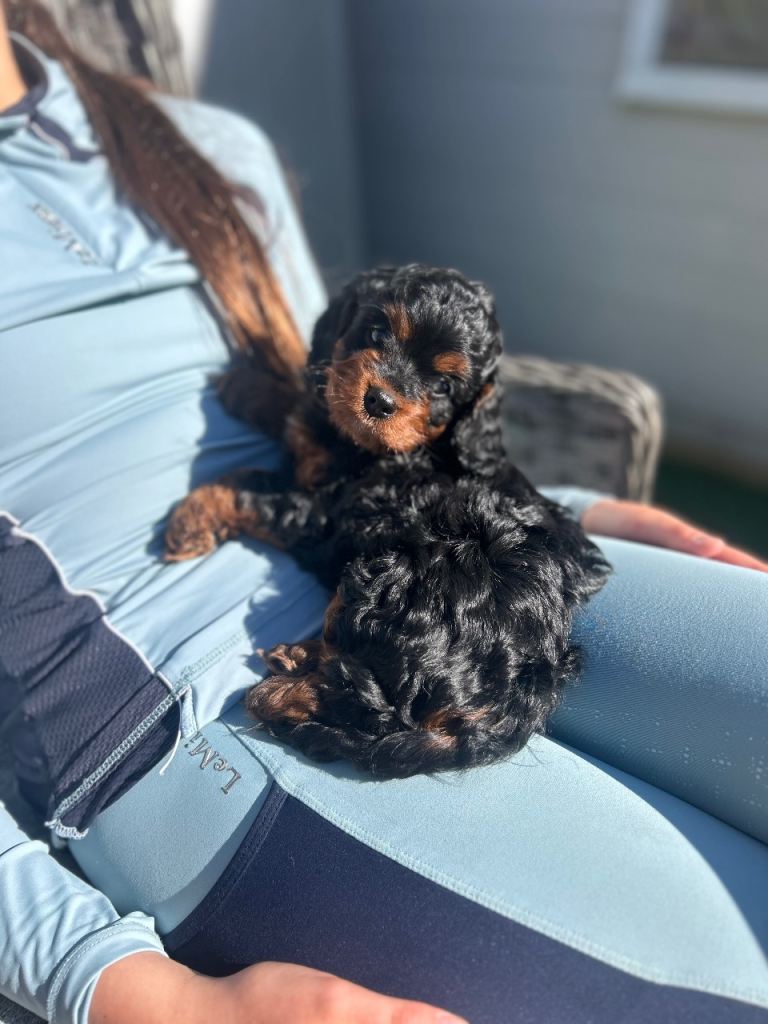 Miniature cockerpoo puppies