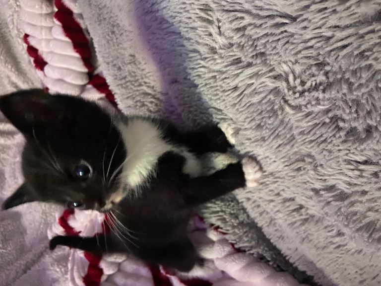 Kittens