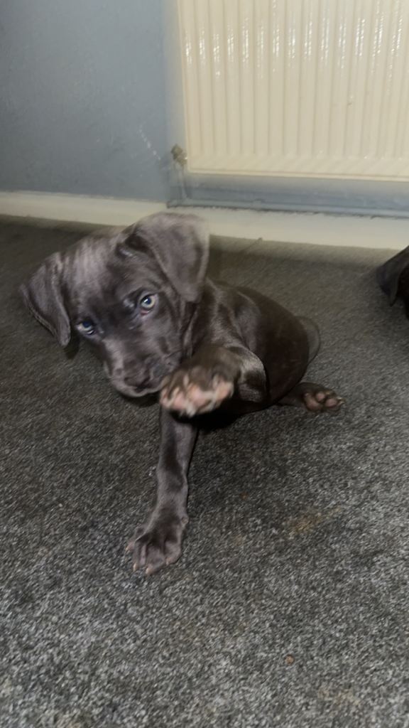Cane corso puppies