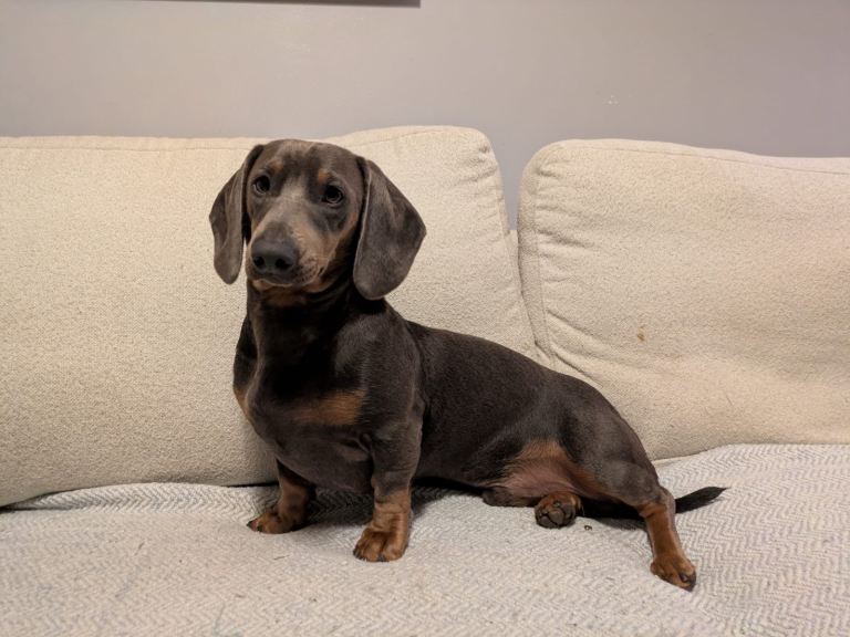 Dachshund puppies for sale 