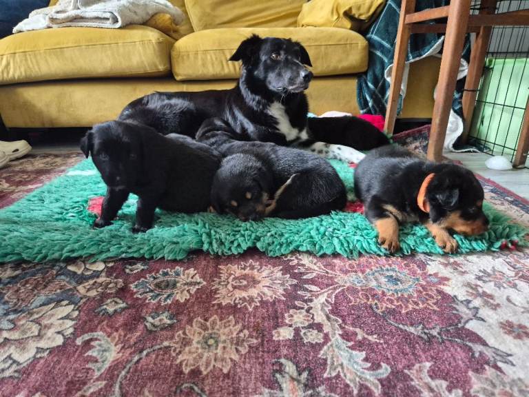 Border collie  × German shepherd × rottweiler 