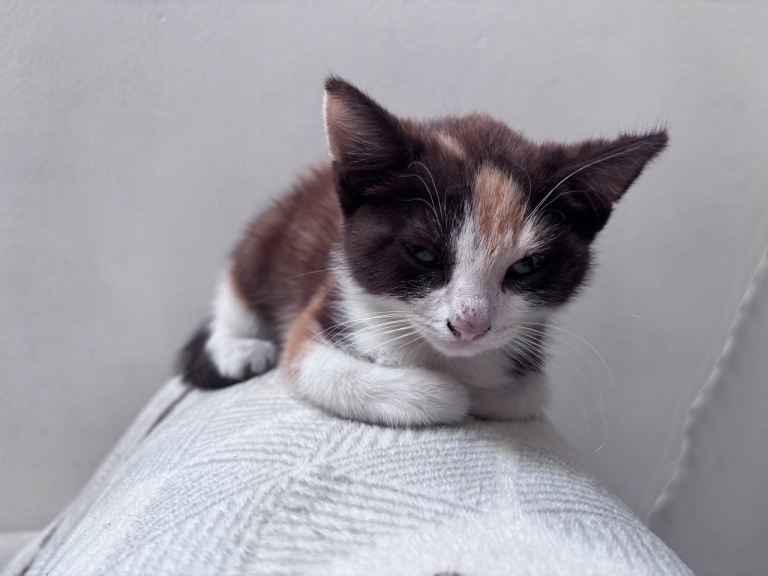 1 gorgeous kitten ready for new home