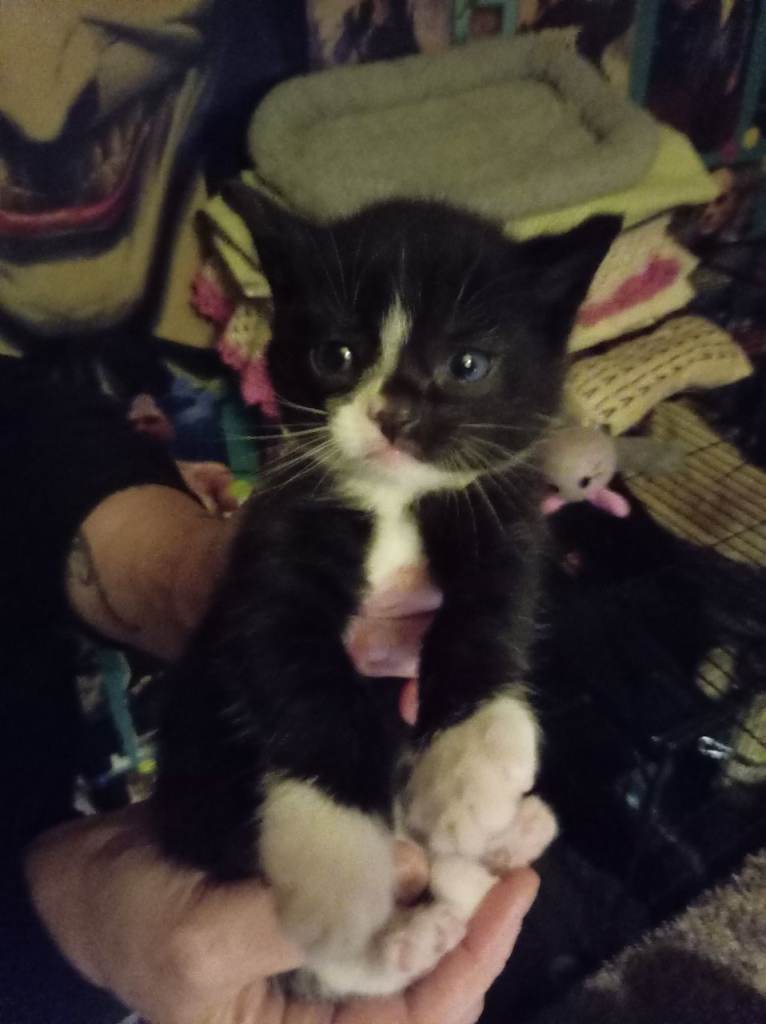 2 mixed breed British short hair