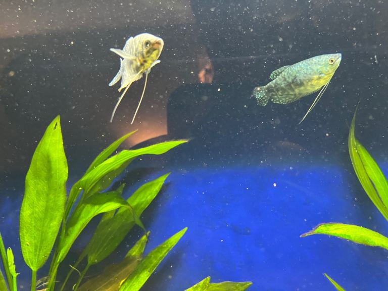 Gouramis - 2 groups