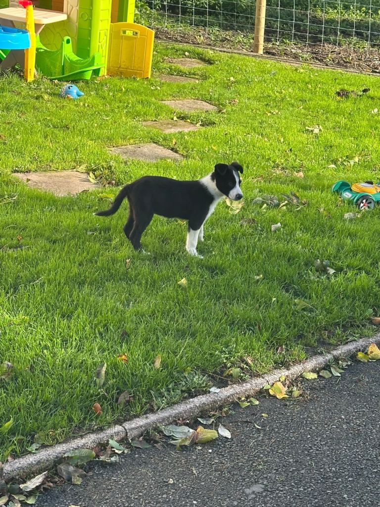 Border collie puppy