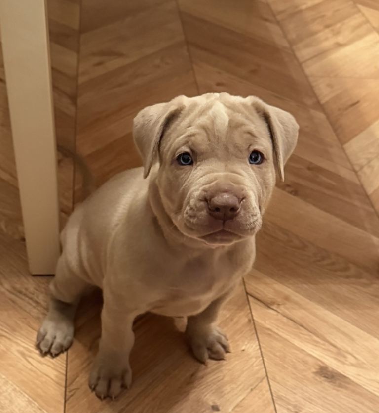 Cane Corso x Neapolitan Mastiff 