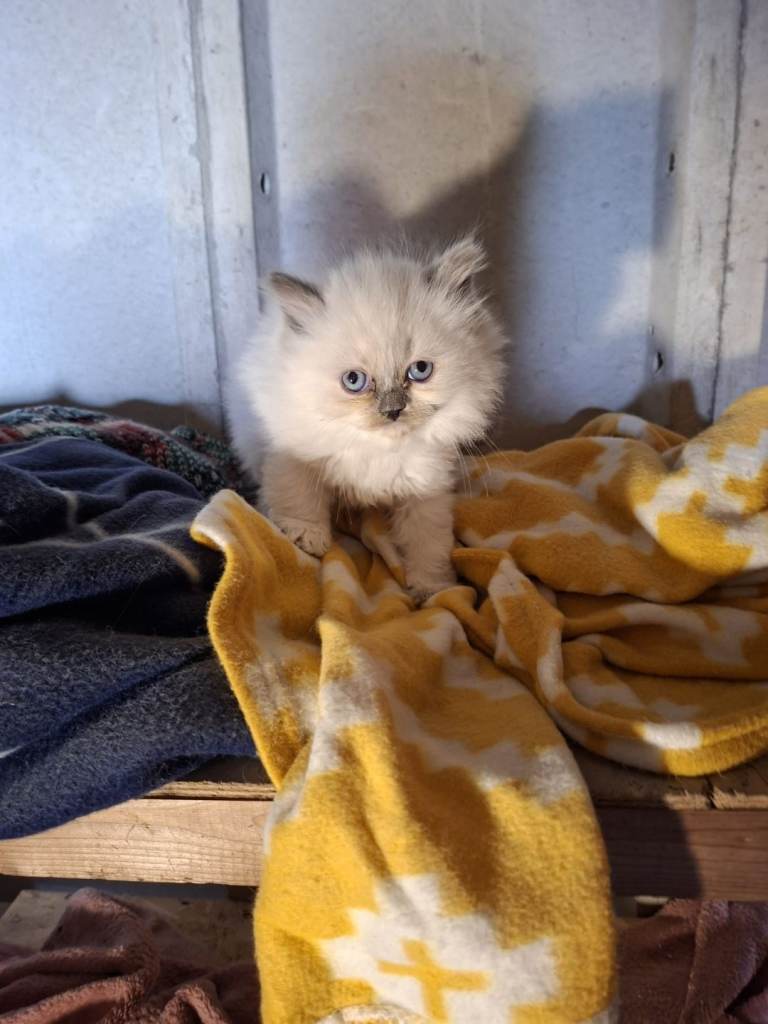 Beautiful Ragdoll kittens need indoor homes
