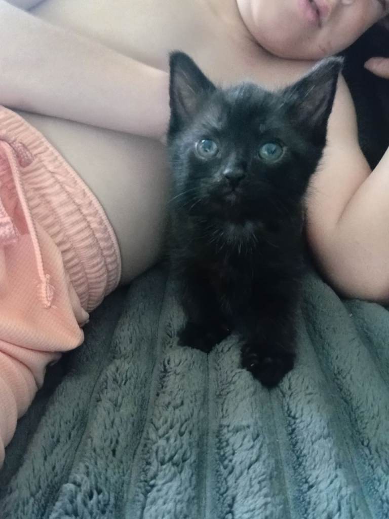 Kittens