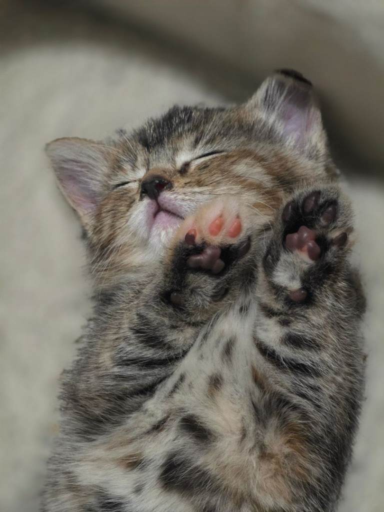 Tabby kitten 