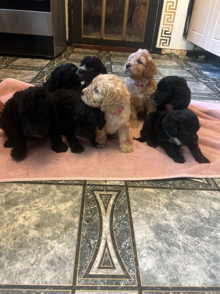 Cockapoo puppies