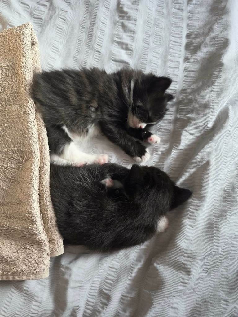 1 female kitten