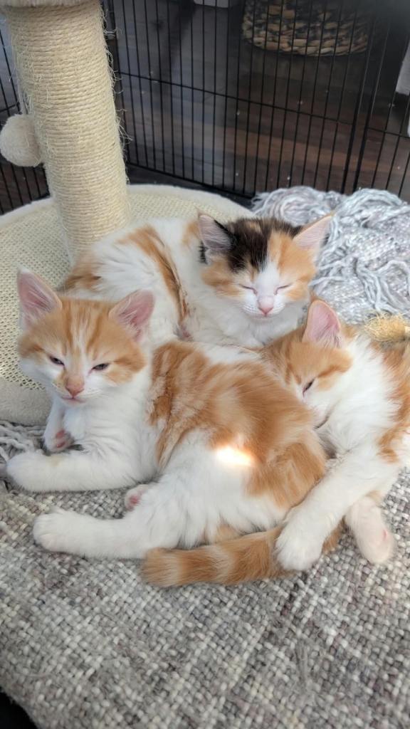 Kittens
