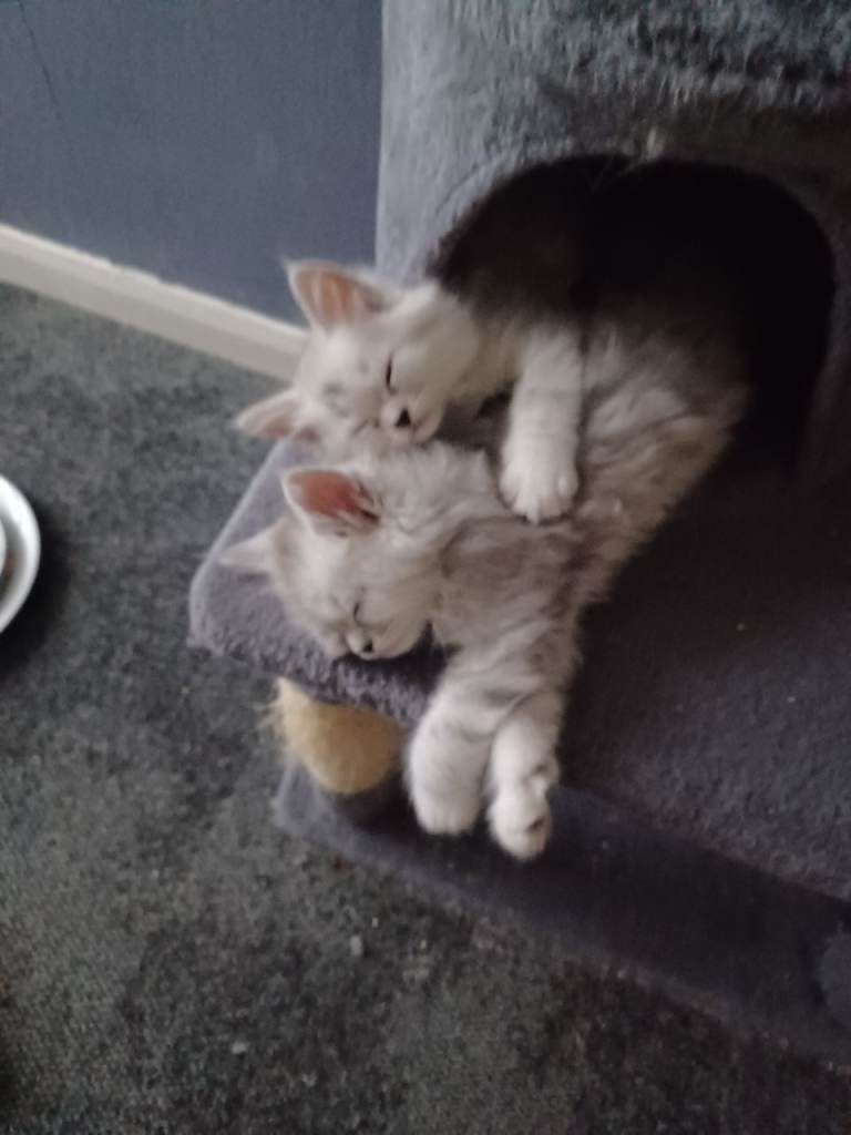 3 kittens for sale 