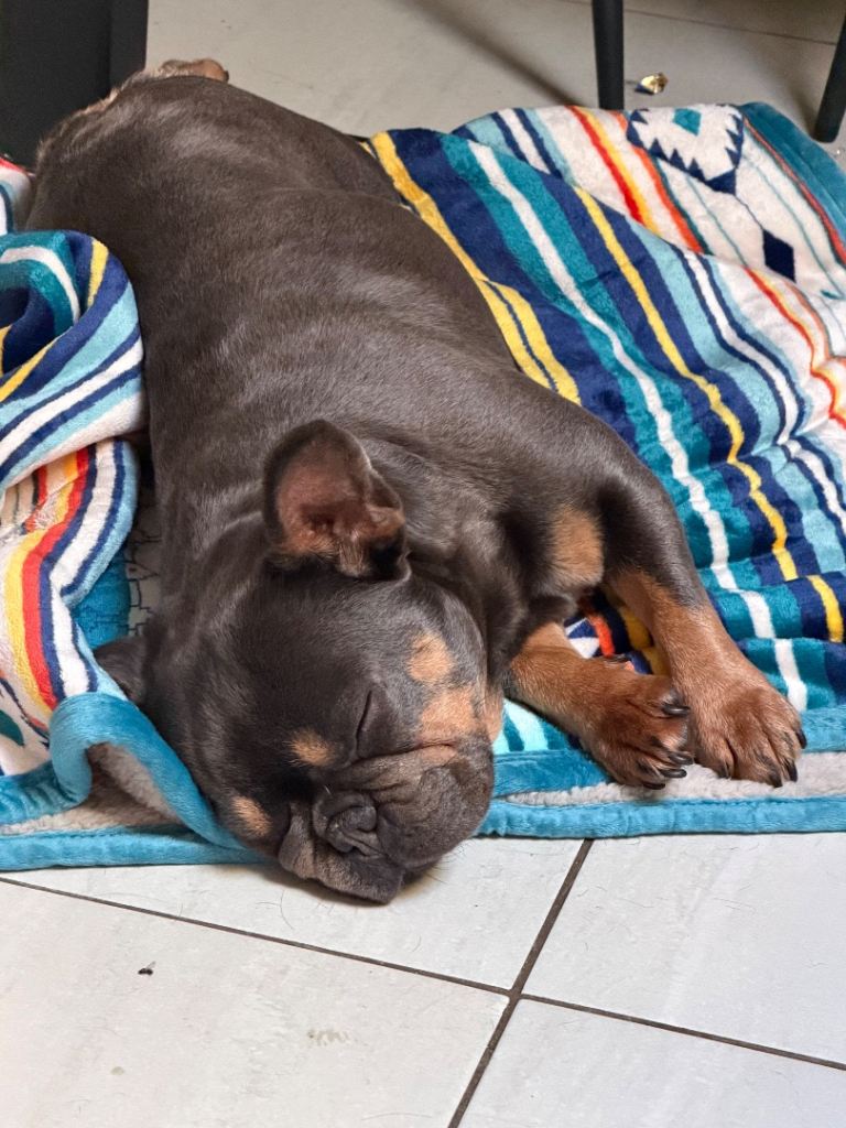 Female Frenchie Blue/tan 