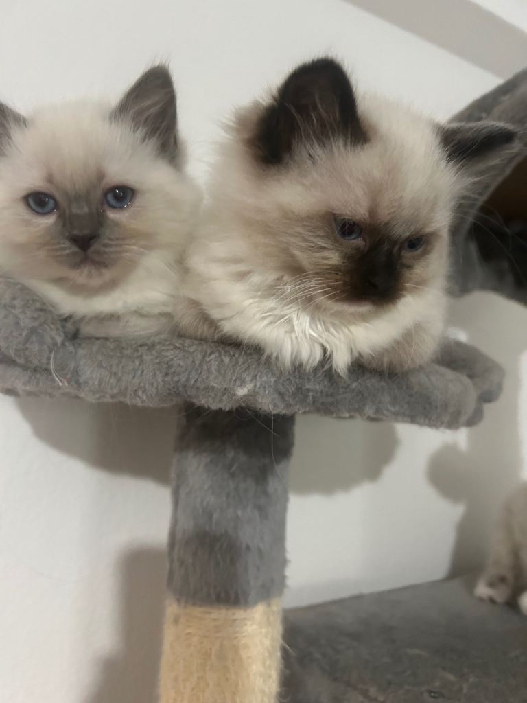 Ragdoll kittens