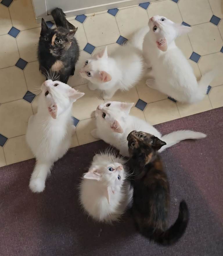 Beautiful 5 x white & 2 Dark Brown with white Patches Turkish angora kittens! Super Friendly!!