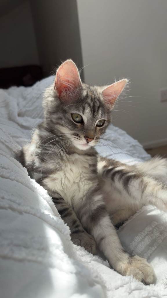 Kitten for sale 18 weeks
