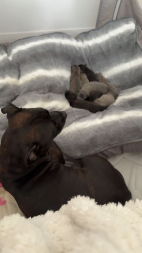 Staffordshire bull terrier puppies 