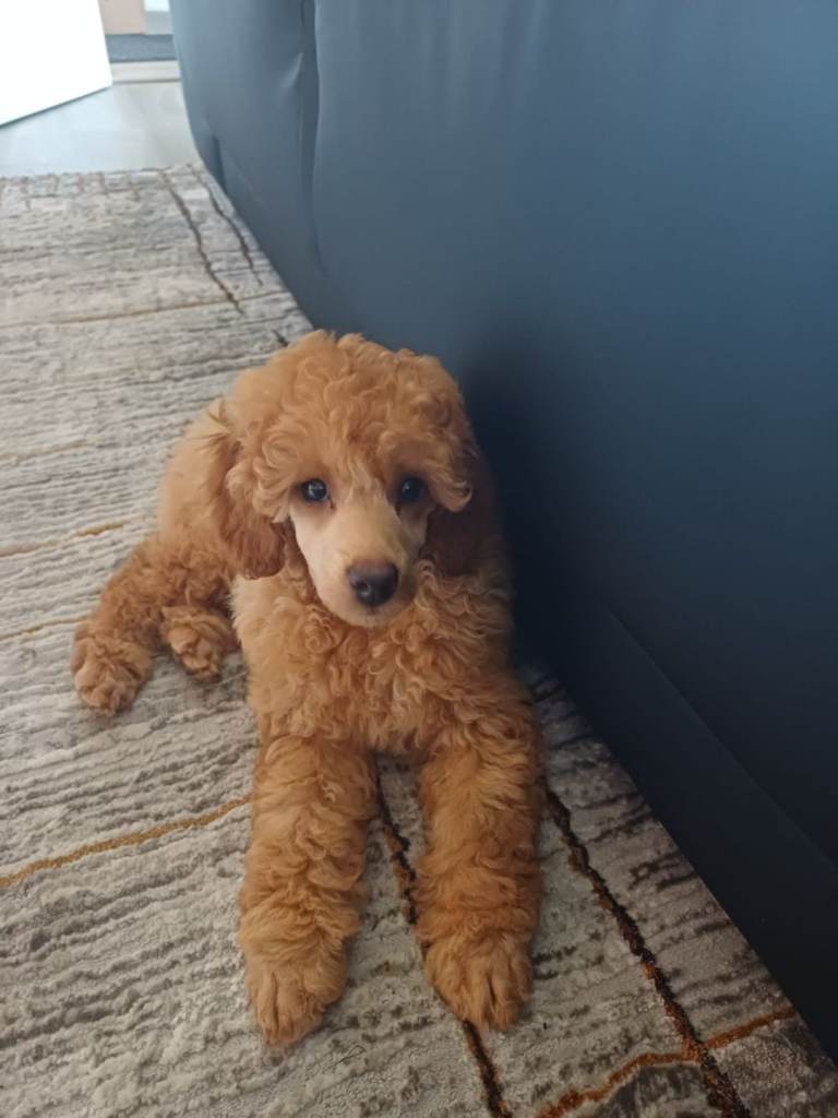 Miniature poodle male