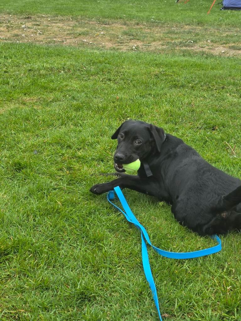 Labrador