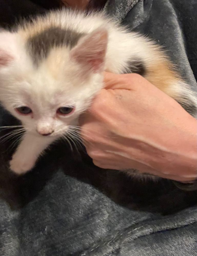 Persian x 8week old kittens 
