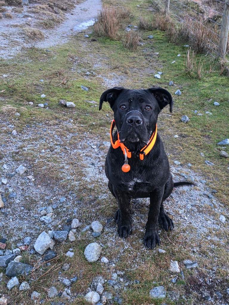 Cane corso 10 months old 