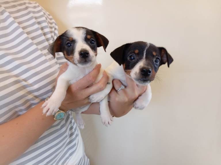 Jack Russell puppies