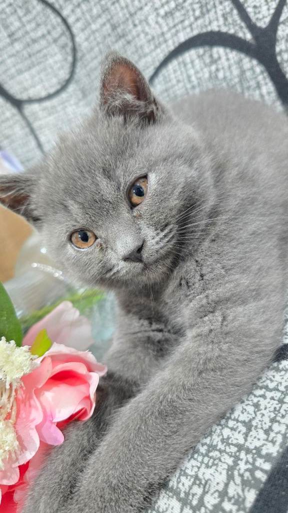 British Shorthair Kittens | British short Hair kittens 