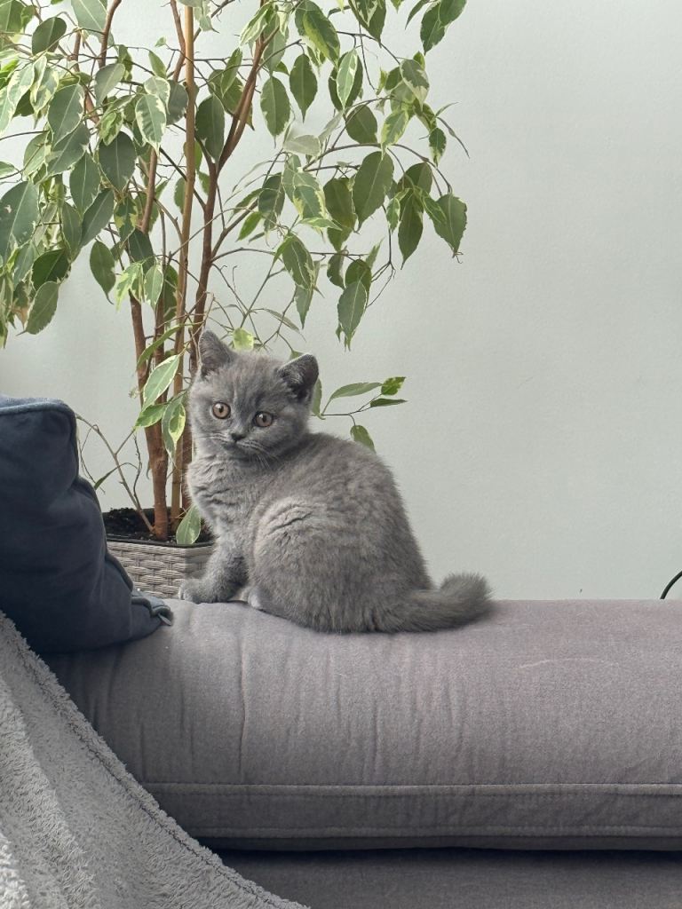  British Shorthair Kittens  LAST BOY 