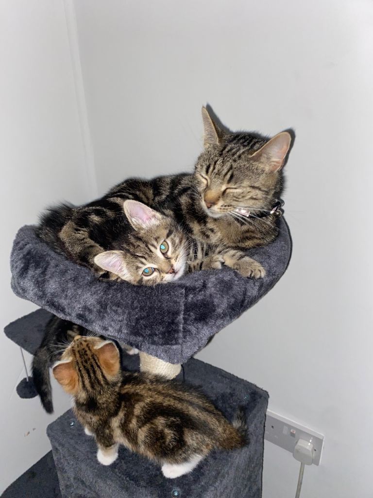 4 beautiful kittens looking for forever homes