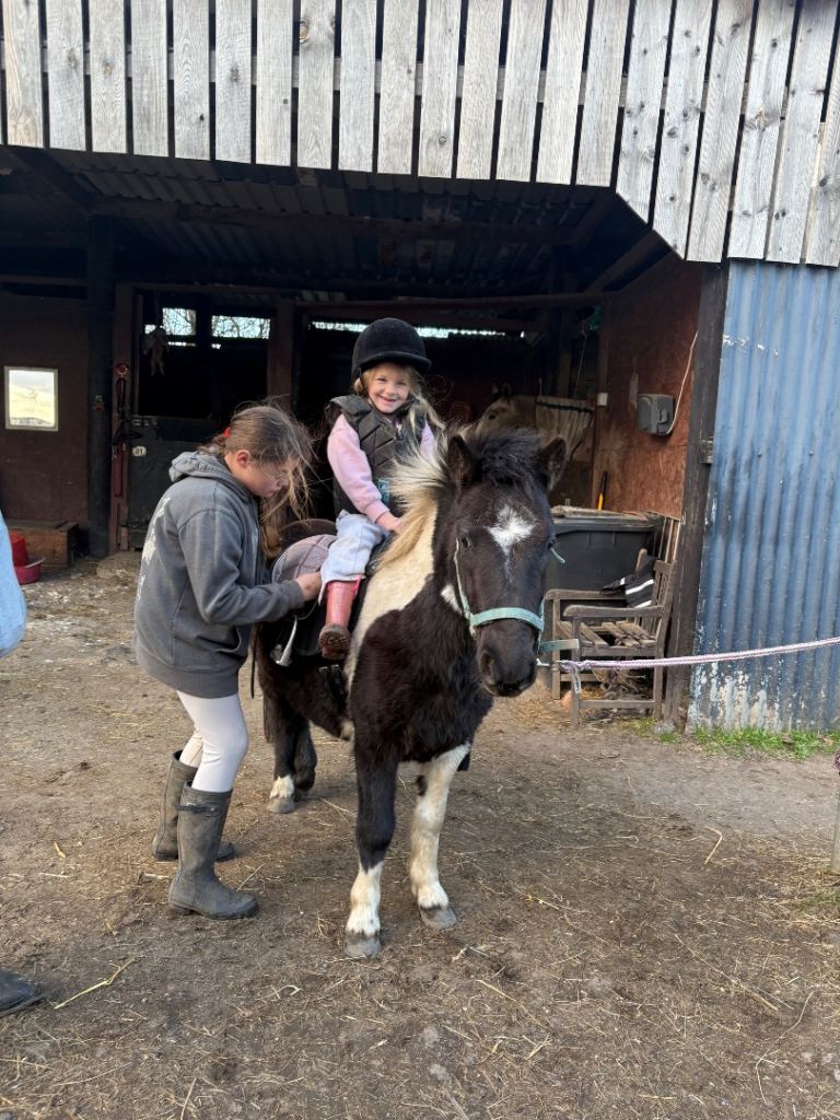 Pony for sale
