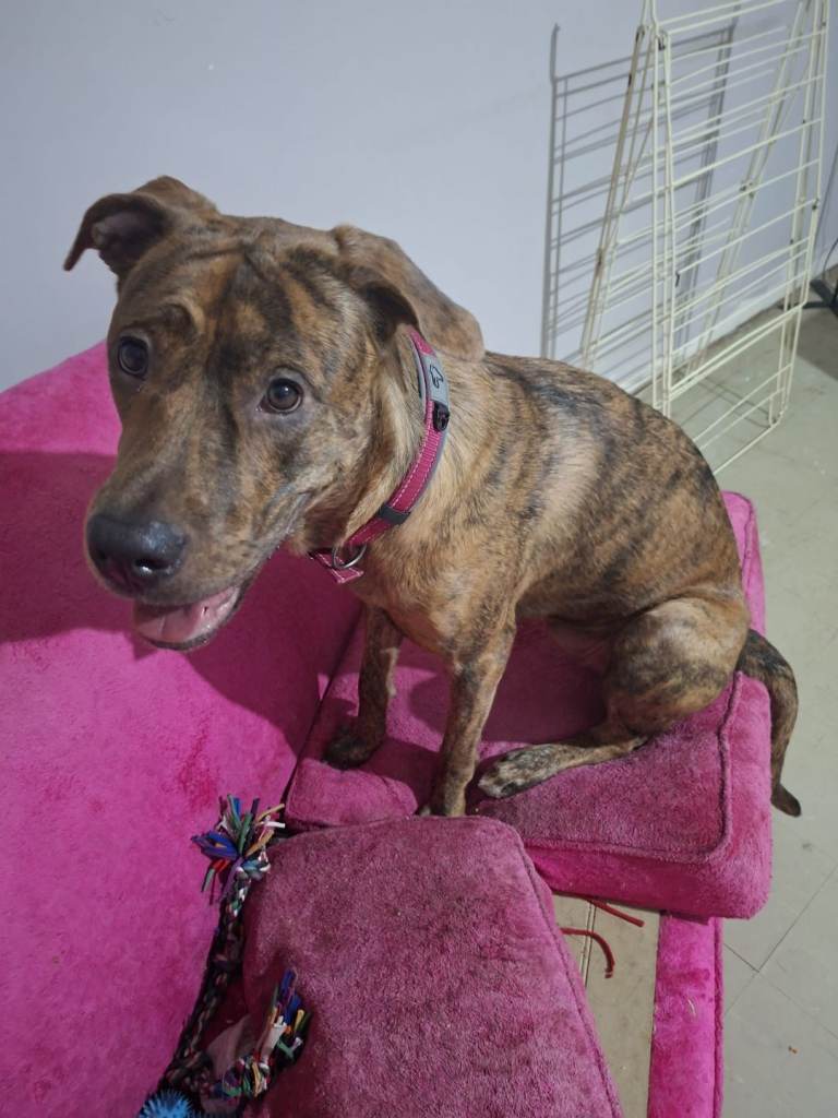 Urgent Rehoming 