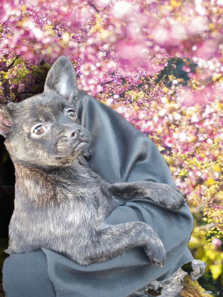 ❤️⭐️ Only One Girl Left frenchie poms  ⭐️⭐️