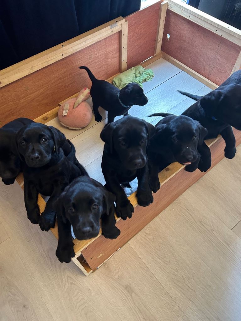 Black Labradors - KC registered, predigree for sale 2 girls left 