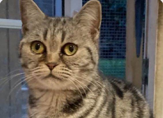 Molly sliver tabby British shorthaired girl
