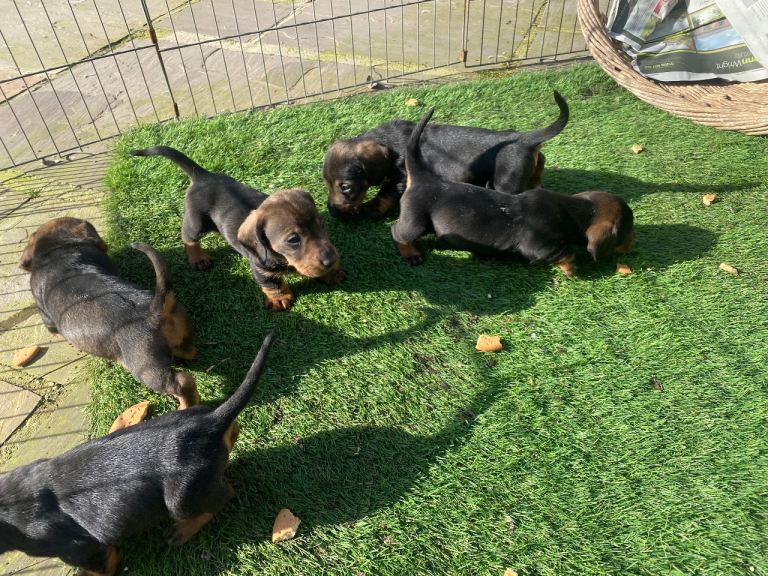 Wirehaired Dachshund puppies
