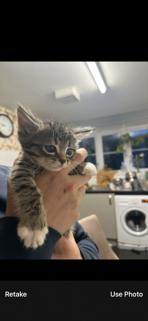 Adorable kittens 