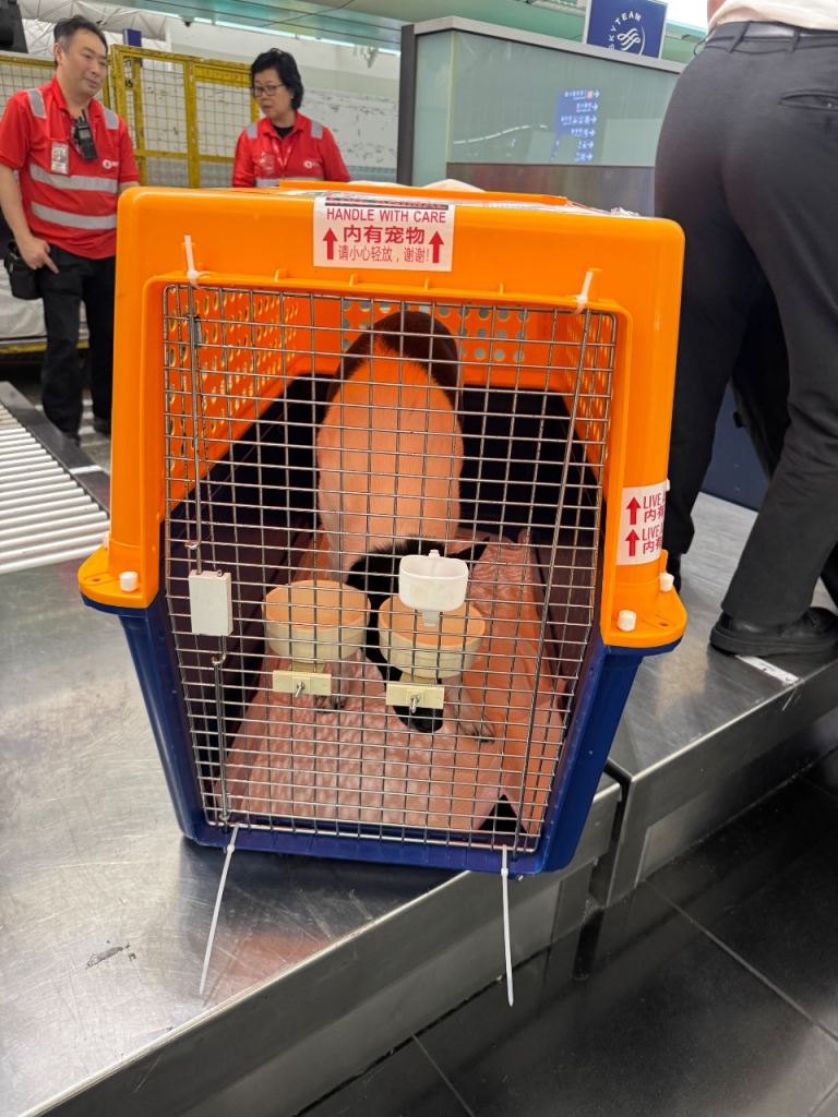 PP70 IATA approved crate 