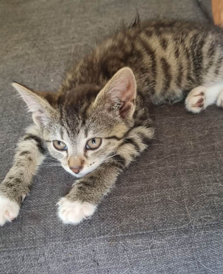 Kittens 