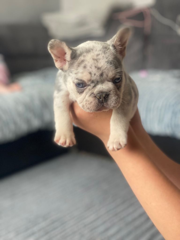 French bull dog puppies