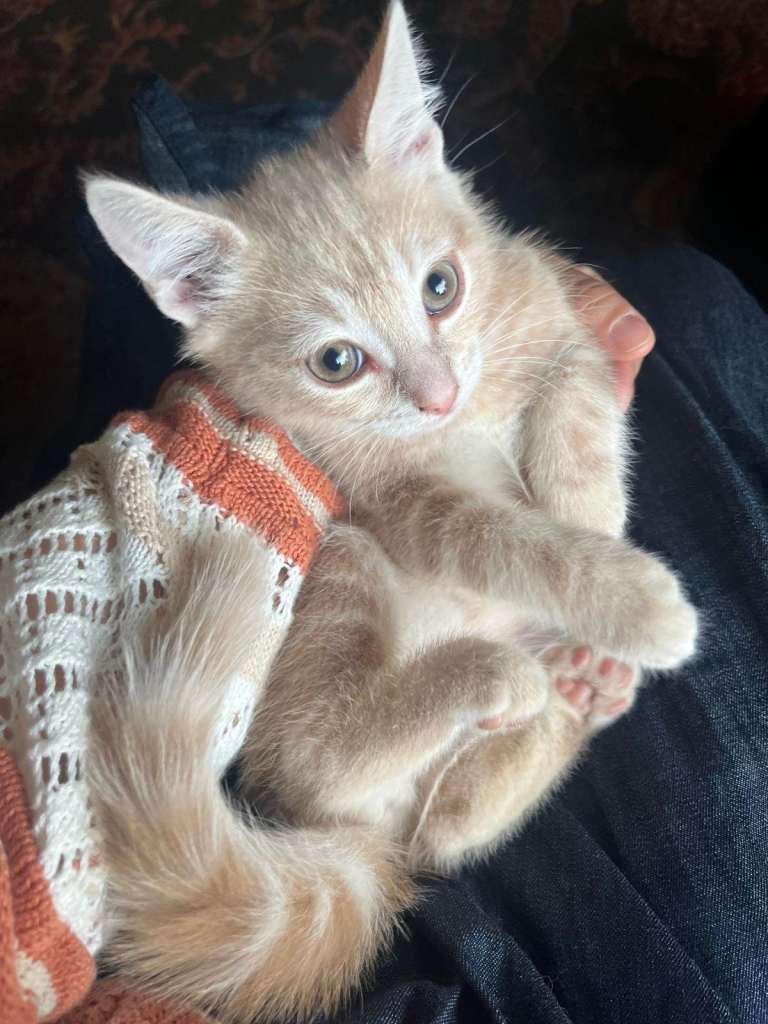 Beautiful Ragdoll-cross cream tabby kitten