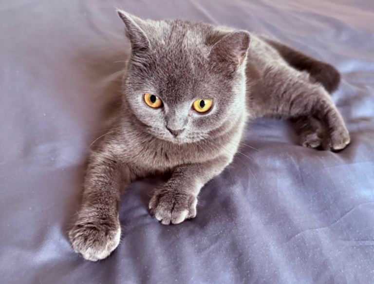 British Shorthair Male and Female for sale 