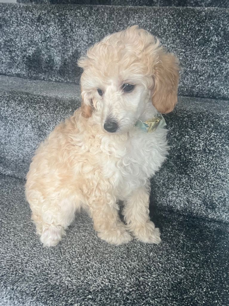 Adorable toy poodle girl puppy 