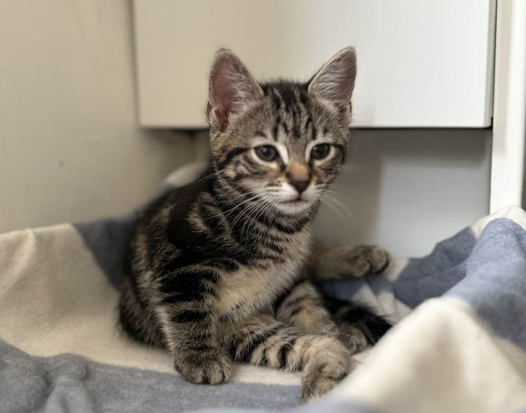 Adorable Kitten Tabby Girl – Black Fluffy Boy - 11 Weeks Ready Now for Their Forever Homes